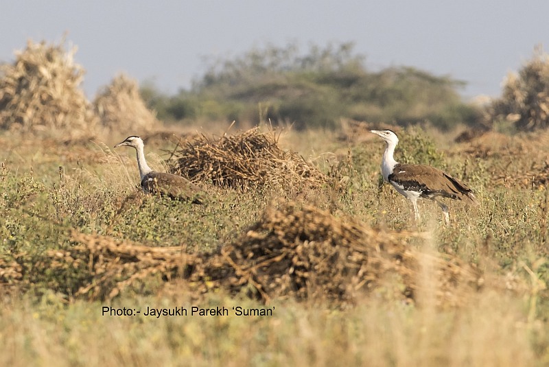 Great Indian Bustard